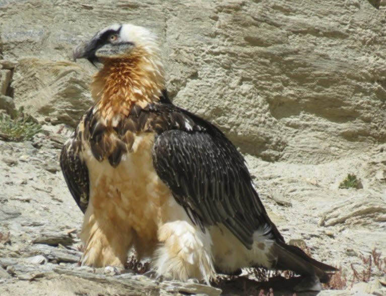 Bearded Vultures