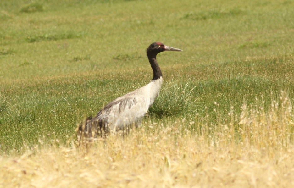 Black-necked Crane