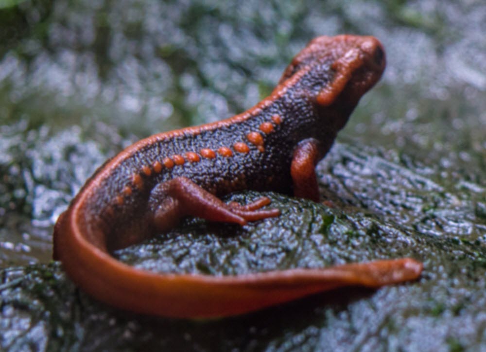 Himalayan Newt