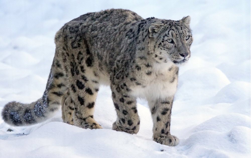 Snow Leopard