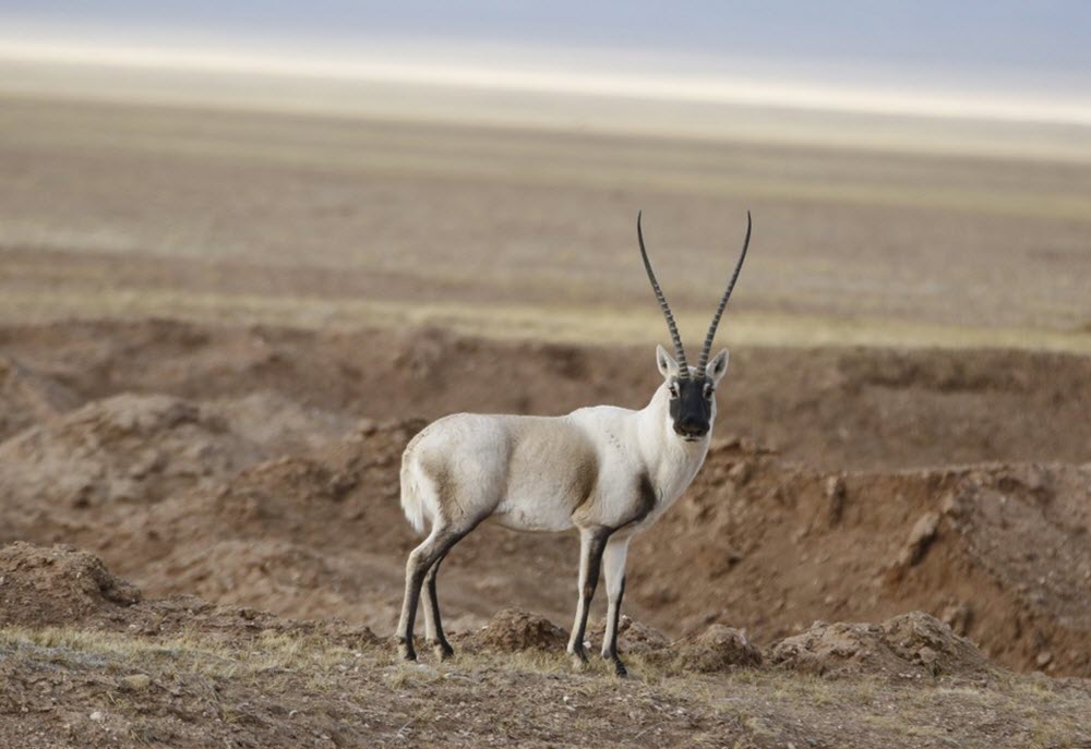 Tibetan Antelope