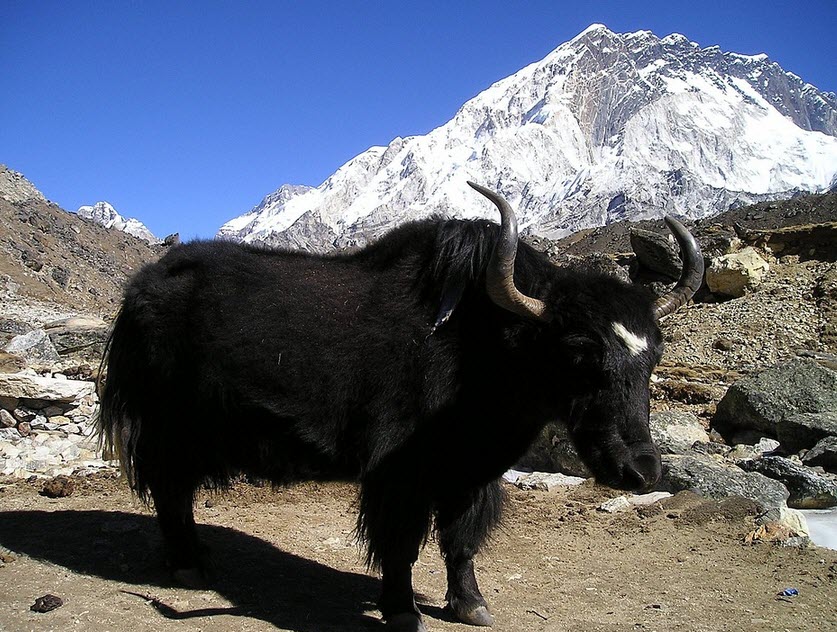 yak